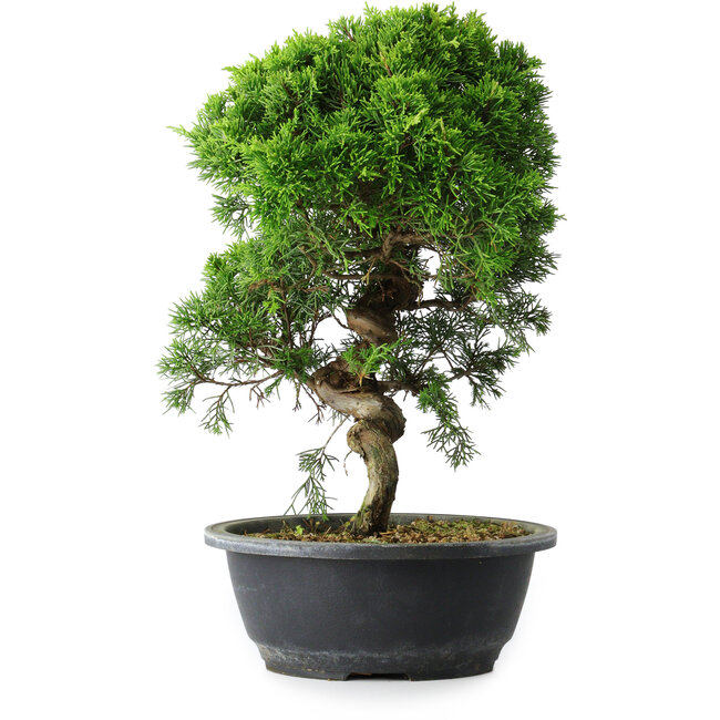 Juniperus chinensis Itoigawa, 34,5 cm, ± 15 years old