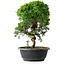 Juniperus chinensis Itoigawa, 34,5 cm, ± 15 anni