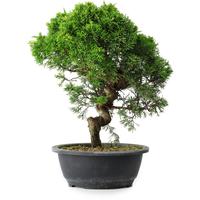 Juniperus chinensis Itoigawa, 34,5 cm, ± 15 Jahre alt