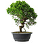 Juniperus chinensis Itoigawa, 34,5 cm, ± 15 anni