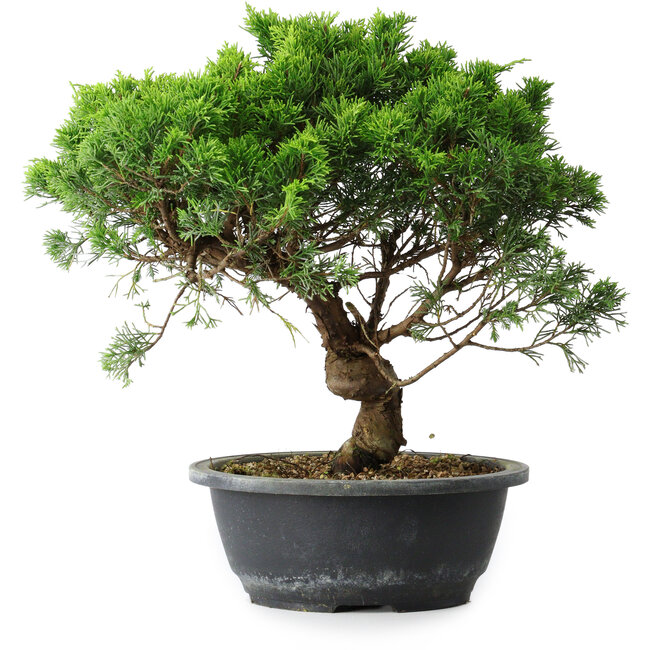 Juniperus chinensis Itoigawa, 31 cm, ± 15 ans