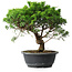 Juniperus chinensis Itoigawa, 31 cm, ± 15 ans