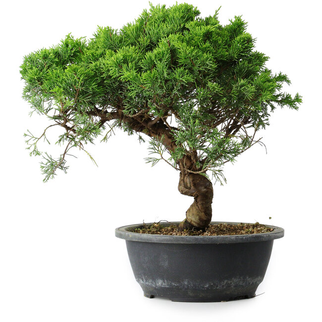 Juniperus chinensis Itoigawa, 31 cm, ± 15 years old