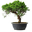 Juniperus chinensis Itoigawa, 31 cm, ± 15 Jahre alt
