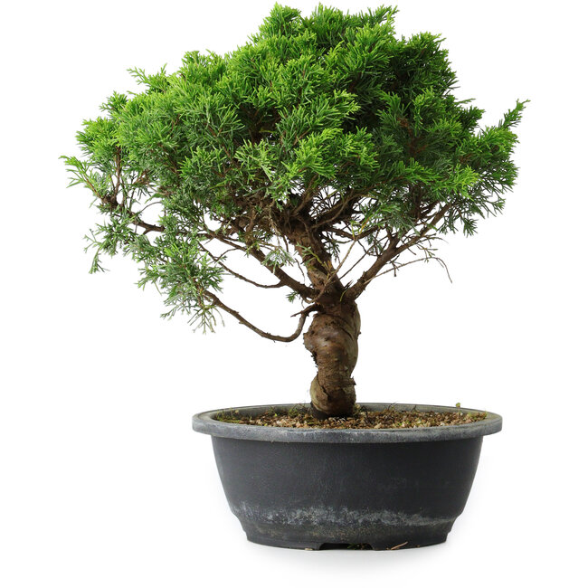 Juniperus chinensis Itoigawa, 31 cm, ± 15 Jahre alt