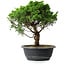 Juniperus chinensis Itoigawa, 31 cm, ± 15 jaar oud