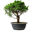 Juniperus chinensis Itoigawa, 31 cm, ± 15 years old