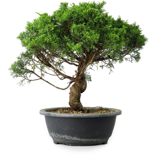 Juniperus chinensis Itoigawa, 31 cm, ± 15 Jahre alt