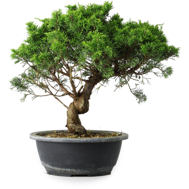 Juniperus chinensis Itoigawa, 31 cm, ± 15 jaar oud
