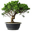 Juniperus chinensis Itoigawa, 31 cm, ± 15 years old