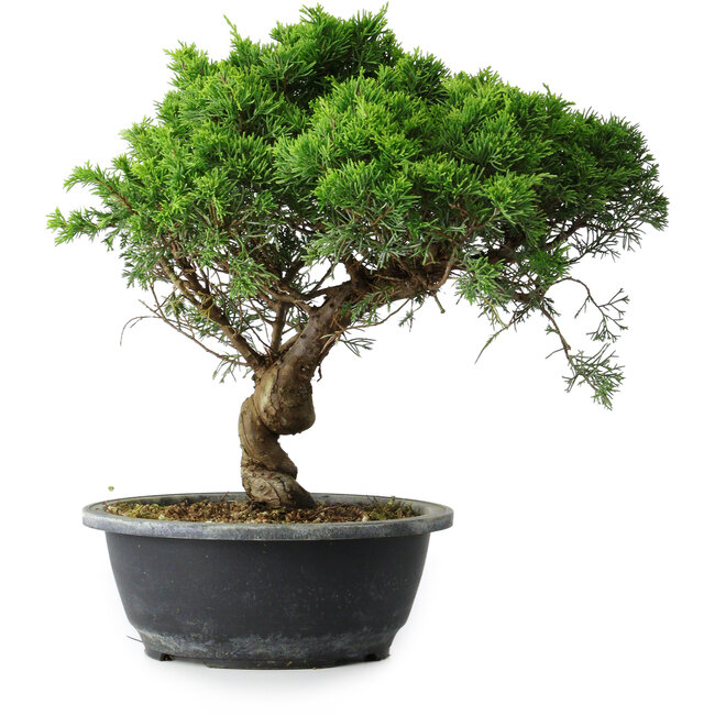 Juniperus chinensis Itoigawa, 31 cm, ± 15 jaar oud