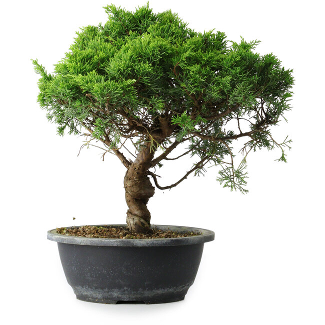 Juniperus chinensis Itoigawa, 31 cm, ± 15 Jahre alt