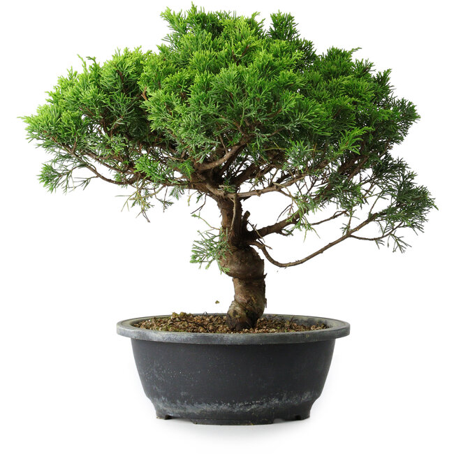 Juniperus chinensis Itoigawa, 31 cm, ± 15 jaar oud