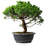 Juniperus chinensis Itoigawa, 31 cm, ± 15 ans