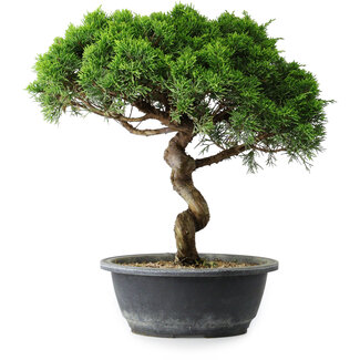 Juniperus chinensis Itoigawa, 34 cm, ± 15 ans