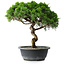 Juniperus chinensis Itoigawa, 34 cm, ± 15 ans