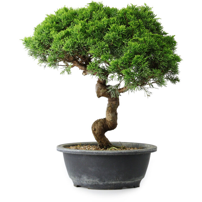 Juniperus chinensis Itoigawa, 34 cm, ± 15 Jahre alt