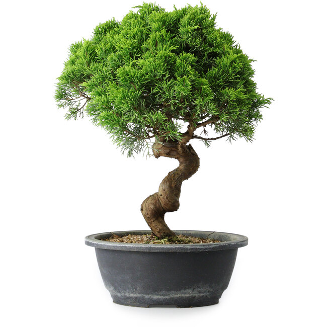 Juniperus chinensis Itoigawa, 34 cm, ± 15 years old