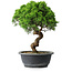 Juniperus chinensis Itoigawa, 34 cm, ± 15 years old