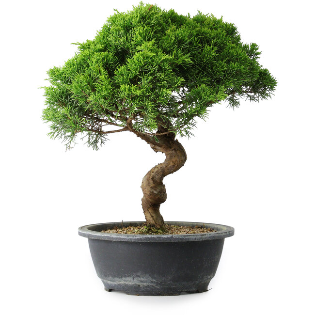 Juniperus chinensis Itoigawa, 34 cm, ± 15 años