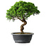 Juniperus chinensis Itoigawa, 34 cm, ± 15 years old