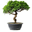 Juniperus chinensis Itoigawa, 34 cm, ± 15 ans