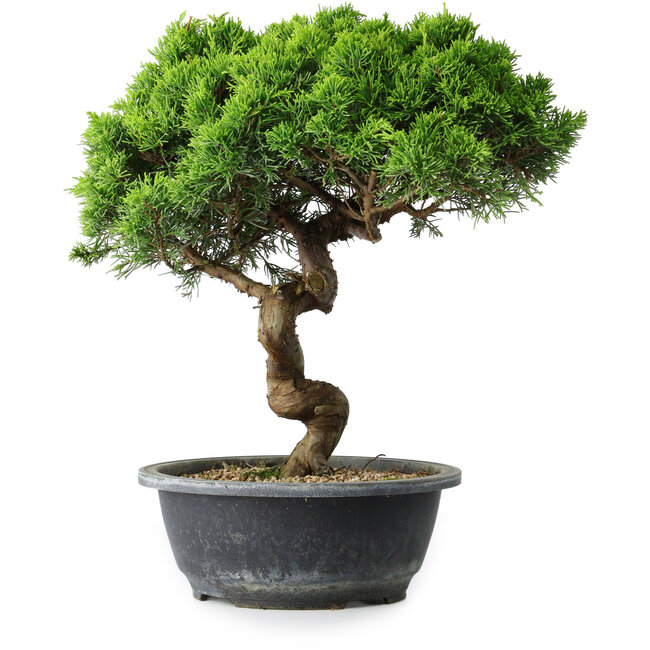 Juniperus chinensis Itoigawa, 34 cm, ± 15 years old