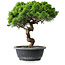 Juniperus chinensis Itoigawa, 34 cm, ± 15 ans