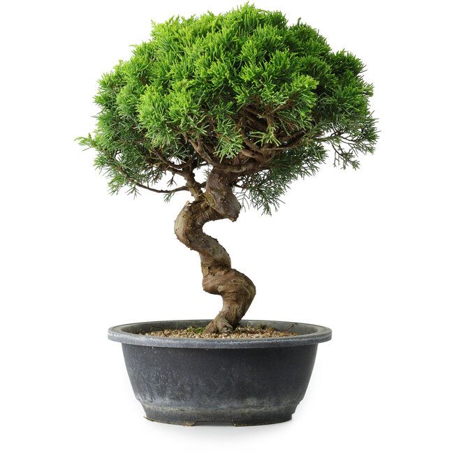 Juniperus chinensis Itoigawa, 34 cm, ± 15 years old