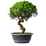Juniperus chinensis Itoigawa, 34 cm, ± 15 ans