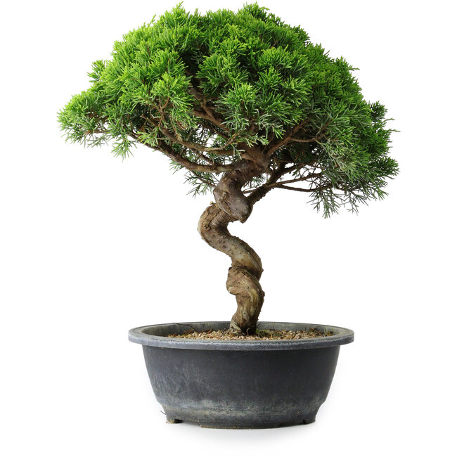 Juniperus chinensis Itoigawa, 34 cm, ± 15 años