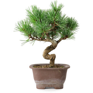 Pinus parviflora, 19,5 cm, ± 12 años