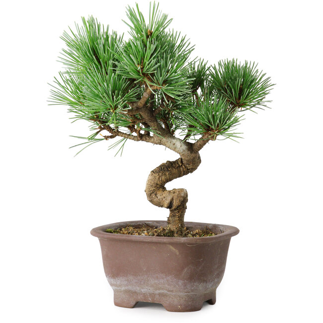 Pinus parviflora, 19,5 cm, ± 12 years old