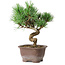 Pinus parviflora, 19,5 cm, ± 12 jaar oud
