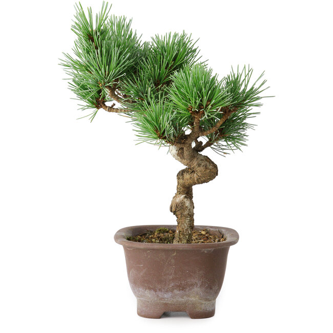 Pinus parviflora, 19,5 cm, ± 12 jaar oud