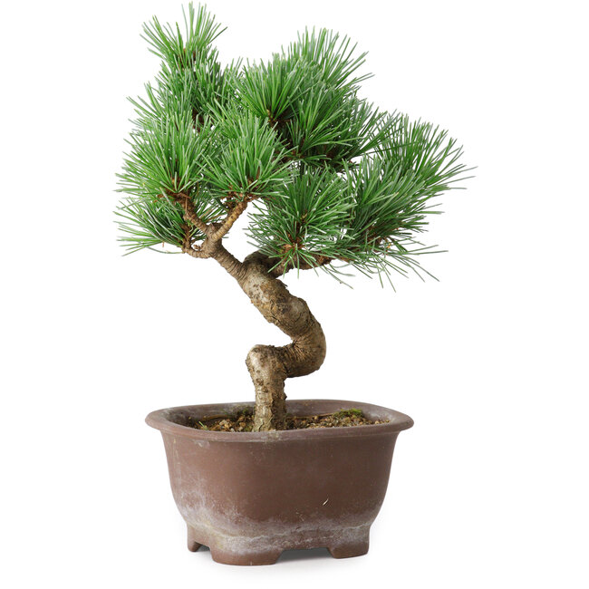 Pinus parviflora, 19,5 cm, ± 12 years old