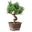 Pinus parviflora, 19,5 cm, ± 12 jaar oud