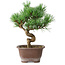 Pinus parviflora, 19,5 cm, ± 12 years old