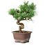 Pinus parviflora, 19,5 cm, ± 12 jaar oud