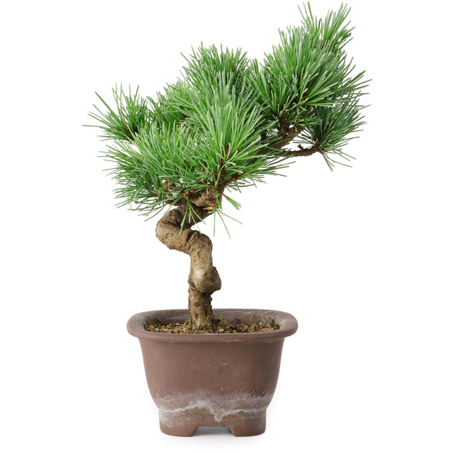 Pinus parviflora, 19,5 cm, ± 12 years old