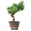 Pinus parviflora, 19,5 cm, ± 12 ans