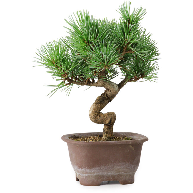 Pinus parviflora, 19,5 cm, ± 12 years old
