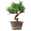 Pinus parviflora, 19,5 cm, ± 12 jaar oud