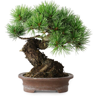 Pinus parviflora, 21 cm, ± 25 jaar oud