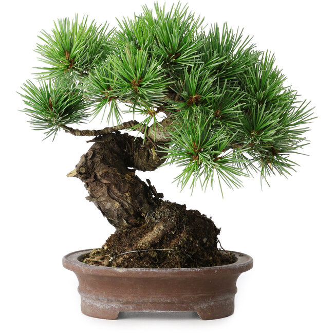 Pinus parviflora, 21 cm, ± 25 jaar oud
