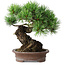 Pinus parviflora, 21 cm, ± 25 jaar oud