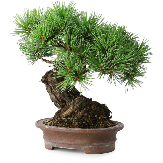 Pinus parviflora, 21 cm, ± 25 jaar oud