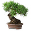 Pinus parviflora, 21 cm, ± 25 jaar oud
