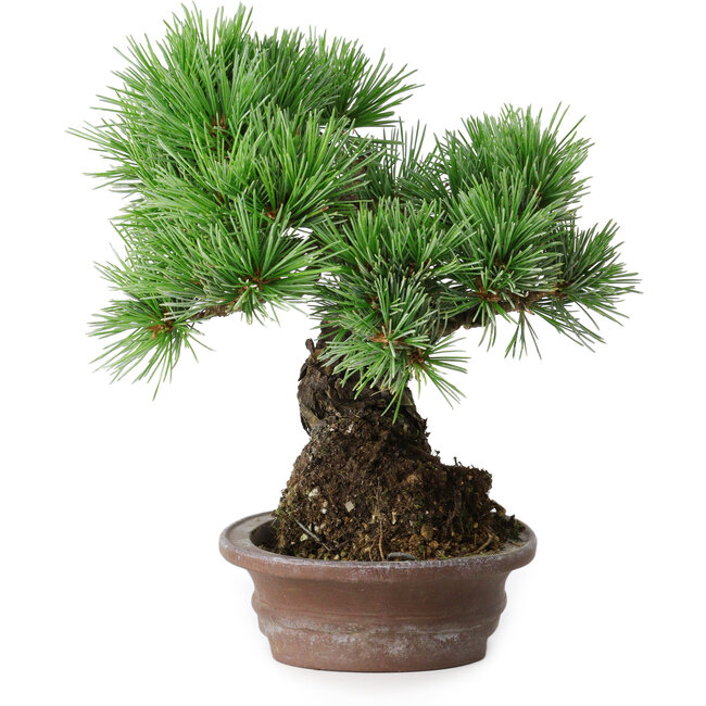 Pinus parviflora, 21 cm, ± 25 ans