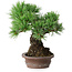 Pinus parviflora, 21 cm, ± 25 jaar oud